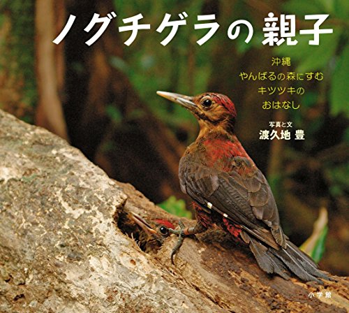 ノグチゲラの親子: 沖縄やんばるの森にすむキツツキのおはなし (小学館の図鑑NEOの科学絵本)